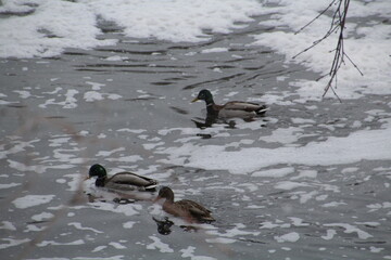 ducks on ice