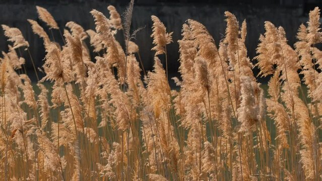 Common Reed sway on wind in slow motion