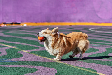Corgi dog plays while holding an orange ball in his mouth. - 485471306