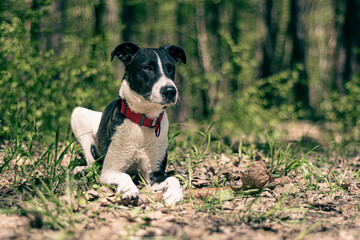 Dog sitting on fresh grass in a forest. Young lovely doggy with black head and white paws posing in the woods. Selective focus on the details, blurred background.