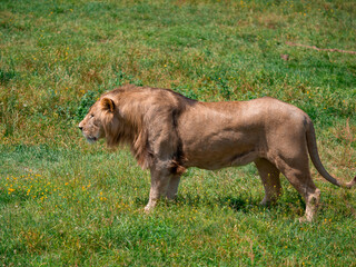 Beautiful Lion in the golden grass of Masai Mara, Kenya - 485473546