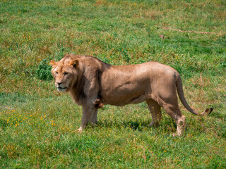 Beautiful Lion in the golden grass of Masai Mara, Kenya - 485473580