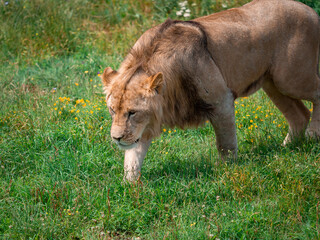 Beautiful Lion in the golden grass of Masai Mara, Kenya - 485473749