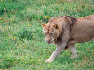 Beautiful Lion in the golden grass of Masai Mara, Kenya - 485473902