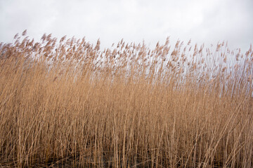Fototapeta premium waving reeds in the wind as a minimal background