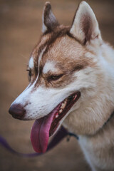 Obraz premium High Resolution Beautiful Siberian Husky enjoying in the ground, play full close up images 