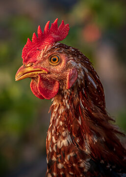 Beautiful Rooster Chicken Images Indian Village Morning 
