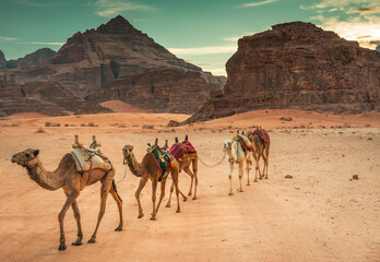 Fototapeta na wymiar Camels in Wadi Rum
