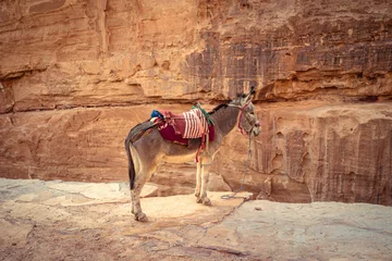 Fotobehang A donkey in Peta © PaulDaniel