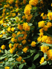 노란색 봄 꽃, 죽단화, 황매화