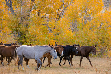Horses in The Fall Golden Aspens