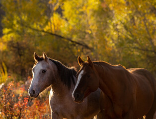 Horses in front of trees