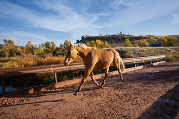 Obraz premium Palomino Long Trott