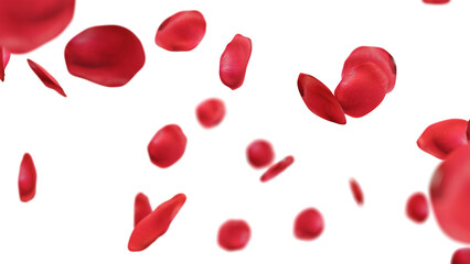 rose petals falling on white background.