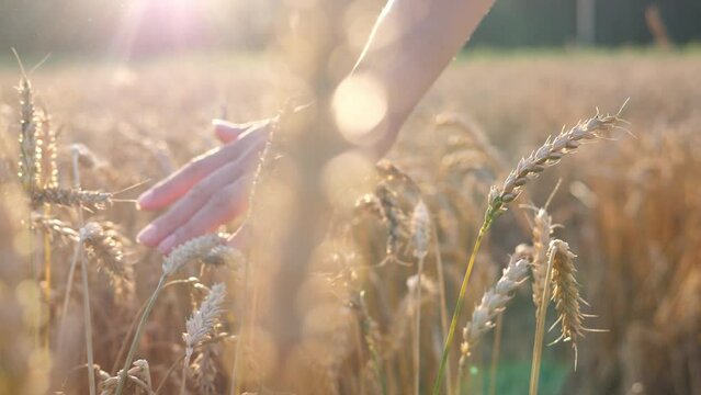 Farmer girl walks through a wheat field at sunset and touches the wheat ears with her hands. Agriculture concept, harvest, spring.