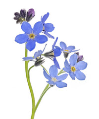Fototapeta na wymiar seven fine blue forget-me-not blooms on stem