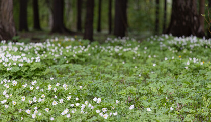 carpet from small white flowers in spring forest