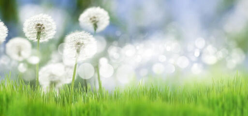 Summer grass lawn with dandelion blowball flowers