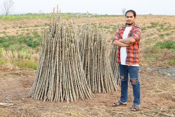 Cassava plantation agriculture inspects cassava plots