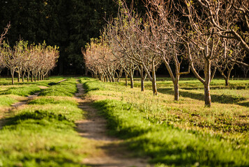 Beautiful path through the woods with young trees.