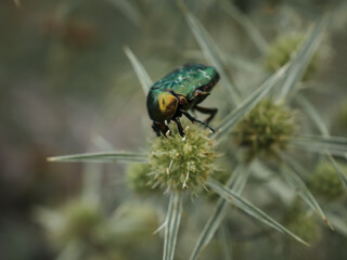 Green beetle bronzovka eats pollen from a flower in a meadow. The beetle's armor is covered in scratches. horizontally