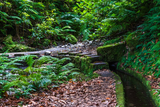 Hiking path in the forest by Levada do Rei