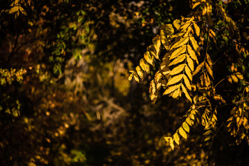 Beautiful yellow leaves at forest during autumn.