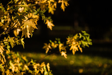 Beautiful yellow leaves at forest during autumn.