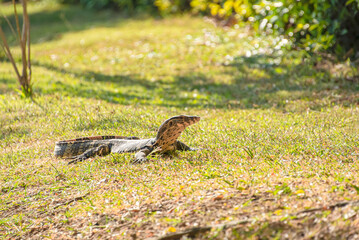 damn is resting on the lawn.