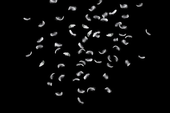 Abstract Down Feathers. Group of White Bird Feathers Falling in The Air. Swan Feather on Black Background. 	
