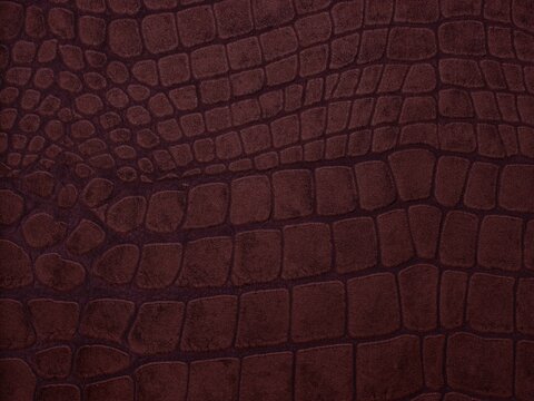 Close up of black Crocodile,Alligator belly skin texture use for wallpaper background.Luxury Design pattern for Business and Fashion.Top view surface in backdrop.