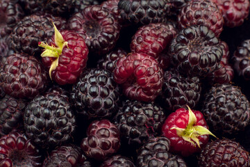 Cumberland hybrid raspberry and blackberry