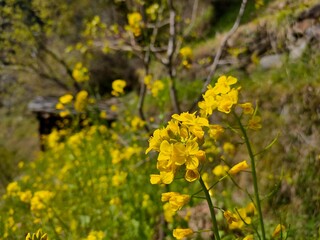 Obraz premium yellow flowers in the field