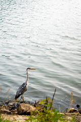 GREY HERON