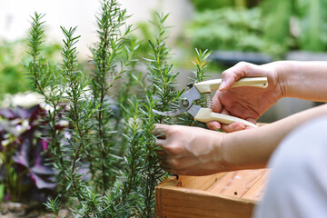 Woman cutting rosemary herb branches by scissors, Hand picking aromatic spice from vegetable home...