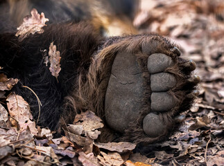 Detail of grizzly bear paw outdoor