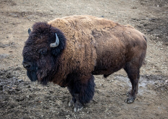 Fototapeta premium Buffalo stand on muddy land