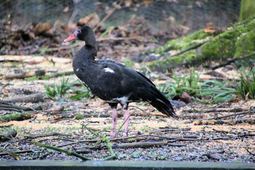 A close up of a Black Spurred Goose