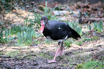 A close up of a Black Spurred Goose