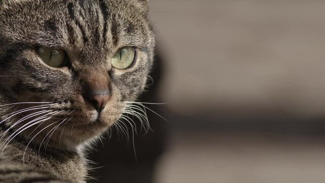 Close up of a tabby cat head.