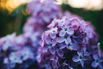 Beautiful lush branch of blooming lilacs in the evening light of blue and purple. Bloom in May and early June. Fragrant flowers on bush. Nature wallpaper. Variety of garden plant. Gardening. Close-up.