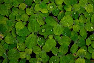 Green Duckweed texture for wallpaper and background. Abstract background. Texture background. Macro...