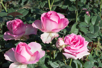 Beautiful pink rose flower bush in the garden.