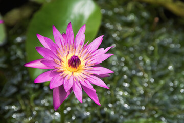 Obraz premium Lotus or water lily flower blooming in the pond park isolated on green leaves background.