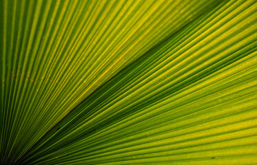 Green palm leaf texture for wallpaper and background. Abstract background. Texture background....