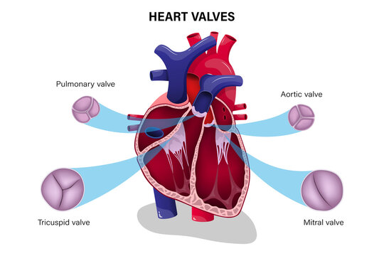 Human heart valve. Pulmonary valve, Aortic valve, Tricuspid valve and Mitral valve.