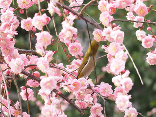 春の花の蜜を吸うメジロ