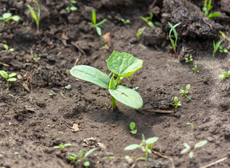 Green leaves of cucumber sprout in the ground.