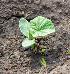 Green leaves of cucumber sprout in the ground.