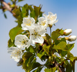 Flowers on the cherry tree.
